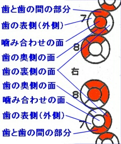 歯式の読み方