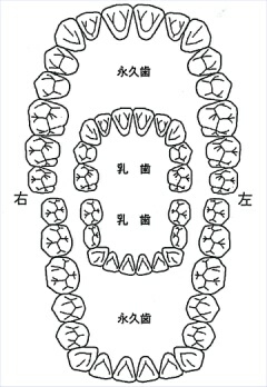 歯の種類と本数