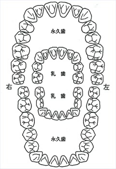 1 歳 半 歯 の 本数