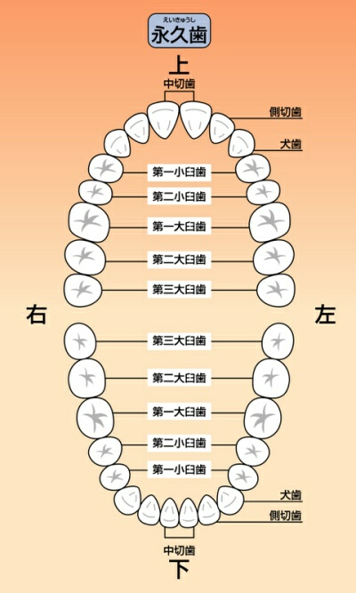 本数 歯 の 「歯の本数が多く、かみ合わせが良いほど医療費が低い」サンスター、25万人の歯と医療費を分析した論文を日本歯科医療管理学会雑誌で発表